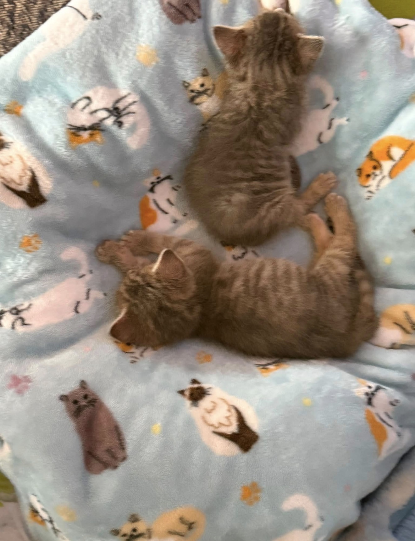 Two tiny rescued kittens curled up together on a blanket