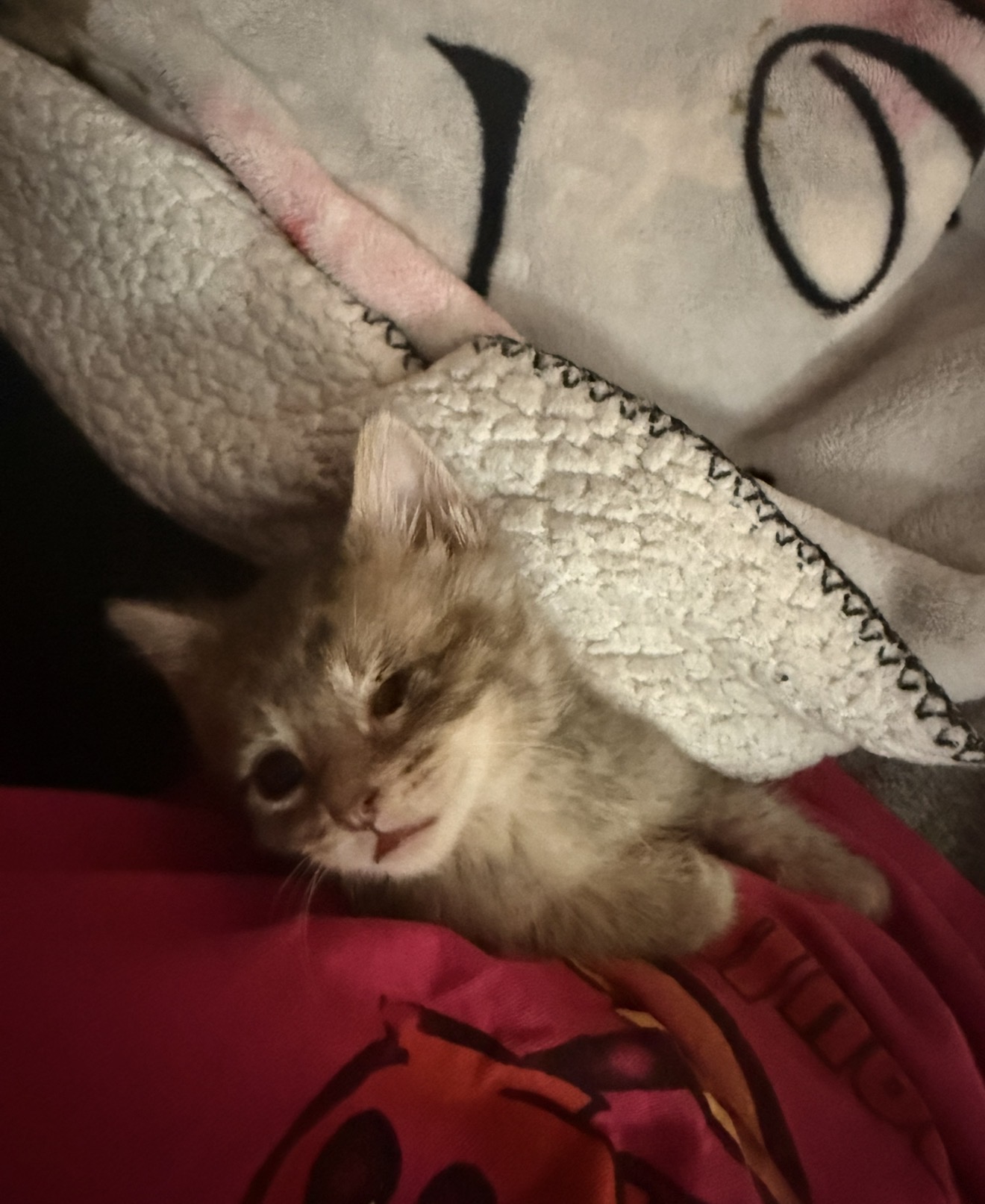 A rescued kitten resting warmly under a soft blanket